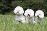 BICHON FRISE 465